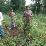 Livelihood Project – Update on Ground Nut Cultivation Activity